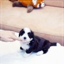 유어펫 라운지 강아지분양 | 파주강아지분양 버니두들 유어펫