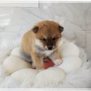 서기메디칼 | 아기 시바견 새끼 입양