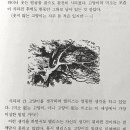 미아옹캣