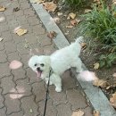 몽몽이펫샵