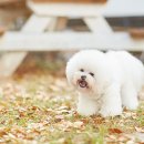 펫 게스트하우스 이미지