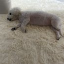 뭉구 애견 이미지