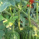 애플수박 이미지