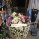 달플로르 이미지