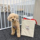 그레이닝 킨더가든 이미지