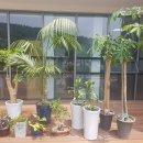 푸른 식물병원 이미지