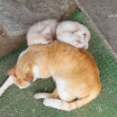 아이와 천사와 개