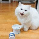 고양이 유산균 - 포스트 트러스트 고양이영양제 간식에 섞어 먹이기!