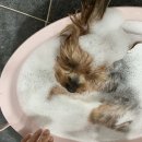 시화종합동물병원 이미지