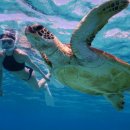 섬바다 | 🐢 미야코섬 여행 후기🐢 바다거북과 함께하는 특별한 스노클링 체험!