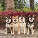 귀여워 강아지 이미지