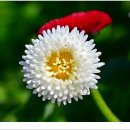 자연생태공원 부천식물원 이미지