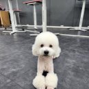 애견매니저 이미지