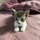 26290-20-07-393 | 마이펫페어 일산 킨텍스 2025년 9월 5일부터 7일까지 주말나들이