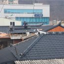 신안장의사 Daum카페