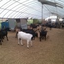 개량농장 이미지