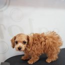 리리 펫살롱 이미지