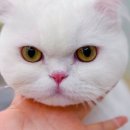 무마취 고양이 미용실 반할고양 이미지