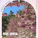 경남 창원 늘푸른전당 겹벚꽃 명소 개화시기 4월 꽃구경