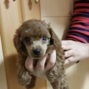 둥이