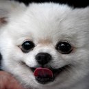 우아한강아지 이미지