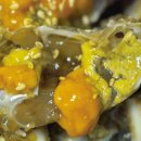 원조마산아구찜 이미지