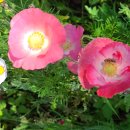 화려하게핀 꽃양귀비와 금영화꽃에 벌들. 이미지