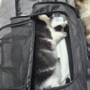 대관령동물병원 이미지