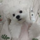 [내돈내산] 강아지 피부질환 무 조건 " 펫케어솝 " 하세요💛 찐 후기