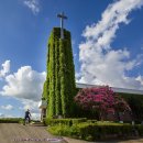 논산 중앙감리교회 -덩굴과 베롱나무 이미지