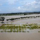 대저생태공원 이미지