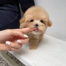 퍼피몽(애견분양) 이미지