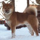 이누(Inu)