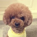 개털깎는남자 이미지