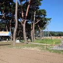 소나무캠핑 이미지