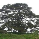 죽성사거리(1) | (부산)봉대산(남산)~죽성리 왜성~죽성리 해송~어사암~죽성 성당~황학대 여행&amp;산행-2016년 4월 28일 목요일
