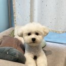 댕이룸 이미지