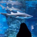 서른시 | 서른이 넘기 전에 결혼은 할런지...모태따....