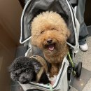 갯마을에 대하여 | 칠백스물 번째 일상(삽교호 조개구이 맛집, 갯마을조개구이)