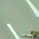 돼감동 이미지