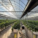 킴스베리 이미지