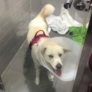 용산동물의료센터 이미지