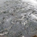 대신부화장 이미지