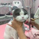 밀크펫살롱 이미지