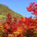 덕산관광농원 이미지