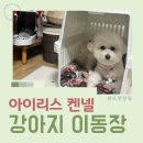 화이트 켄넬 | 중형견 맞춤 강아지 켄넬 선택 가이드