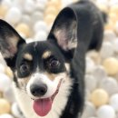 멍뭉호텔 이미지