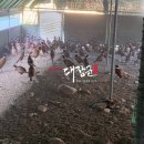 까투리(꿩)농장 이미지