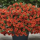 밀레니엄슈퍼 이미지