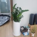고사리요가원